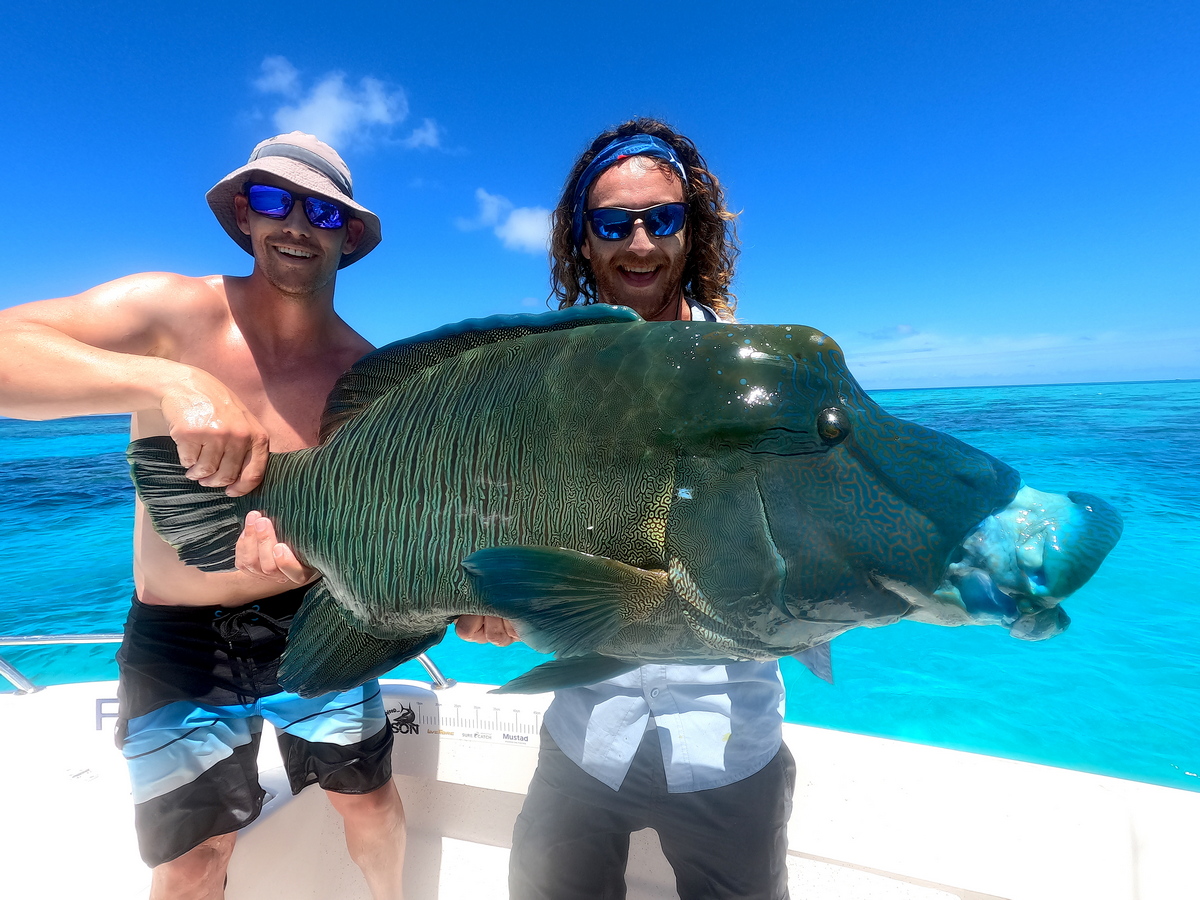 Maori Wrasse Caught During Great Barrier Reef Fly Fishing